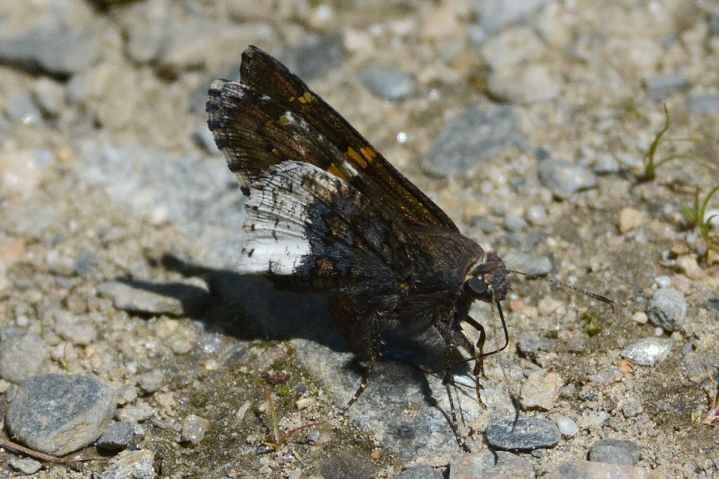 088 2016-06182472 Broad Meadow Brook, MA.JPG - Hoary Edge Skipper Butterfly (Achalarus lyciades). Broad Meadow Brook Wildlife Sanctuary, MA, 6-18-2016